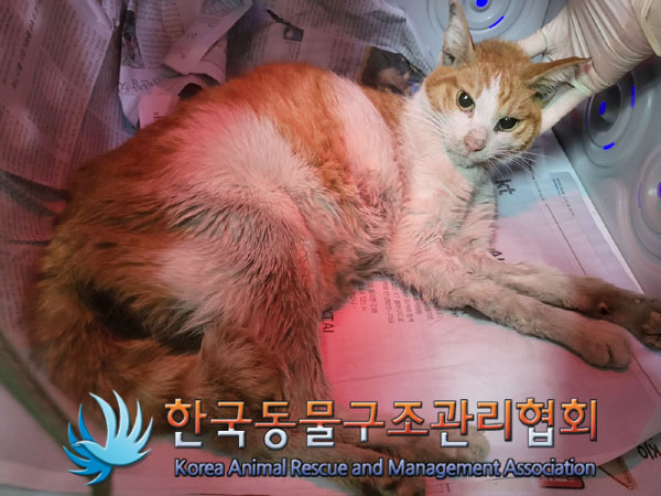 한국동물구조관리협회_441382202300759